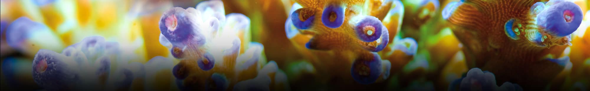 Algae for BlueWhite