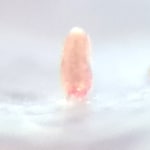 Red Acro Bugs